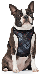 Harnais Everything Harness, Plaid Bleu