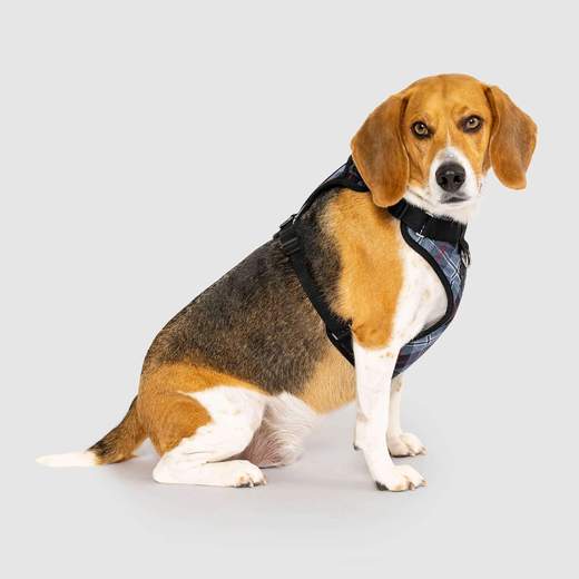 Harnais Everything Harness, Plaid Bleu