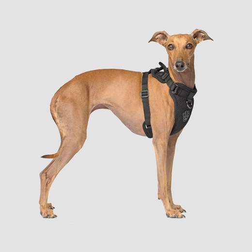 Harnais Everything Harness, Noir